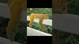 Funny and laziest monkey you have ever seen #shorts #funnyvideos #funnyshorts  #funnymonkeys #animal