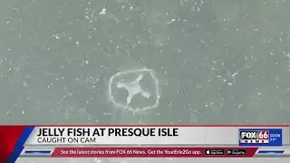 Rarely seen freshwater jellyfish found at Presque Isle State Park