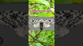 giant leopard caterpillar soon to be beautiful leopard moth