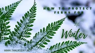 HOW TO PROTECT FERNS FOR WINTER - TN NURSERY