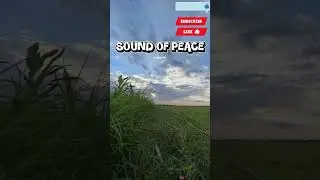 #alisazehar  #soundofpeace