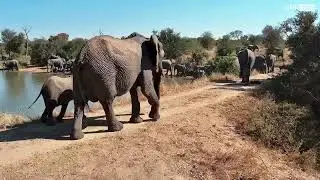Massive Elephant Herd Takes Over Simbavati Waterhole