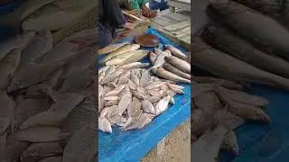 Best Fishing Video/ Top Fishing Videos 2022 1