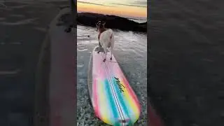 he has big dreams 🏄&zwj;♀️ #surfinggoat #hawaii #bigwavesurfer