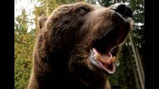 27 Minutes of Three Scary Bear Attacks From Around The World