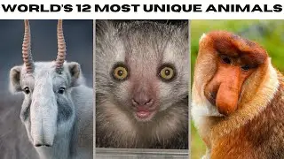 Weird But Wonderful Animals | Unique Animals of World | Data World