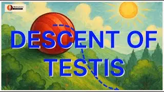 Embryology of Descent of testes: Testes Development- Part 2