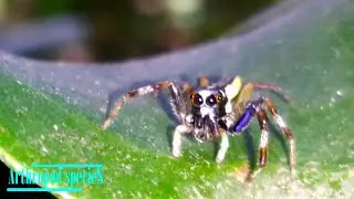 Arachnida Species - Cute Jumping Spider Species #25