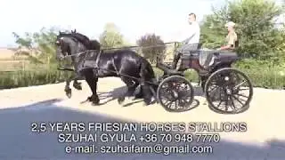 FRIESIAN HORSES FOR SALE  FR&Iacute;Z LOVAK ELAD&Oacute;K  SZUHAI GYULA