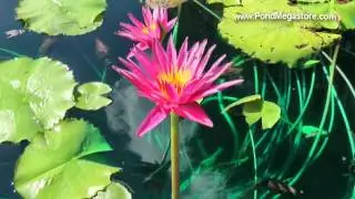Jill Conner Browne Waterlily Dedication, Ken Landon Hybridizer, International Waterlily Collection