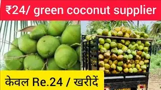 🌴 green coconut wholesale 🌴|| best wholesale business idea ||profitable business ||