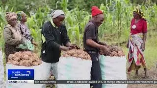 Tanzania implements a plan to steer young people toward jobs in farming