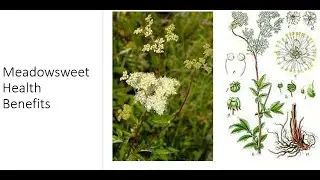 Meadowsweet Benefits