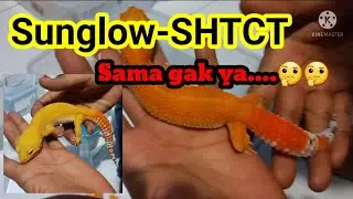 PERBEDAAN GECKO SUNGLOW DAN SHTCT