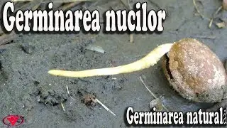 Germinarea nucilor   Germinarea naturală