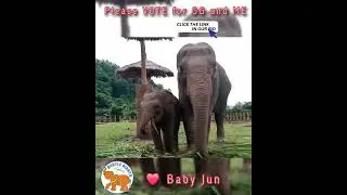 ✔️🐘💞Vote to help better the lives of captive elephants! It's quick, easy, and FREE! #animals