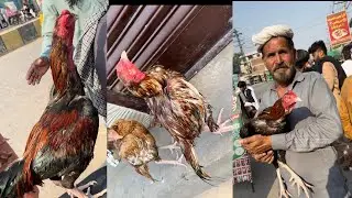 Aj Gujranwala Aseel Mandi gaya  prize bohat high. #love #aseelmurga #aseellovers #as