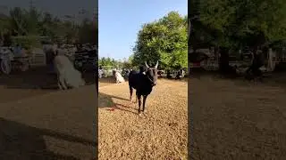 #rekla_clicks_78 #reklarace #kalailove #short #cow #race #mass #trendingrace #rekla #massreklakalai