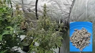 LL Cool Fig - Flower time lapse #Autoflower #timelapse