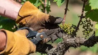 Grape harvest at home, growing grape tree at home