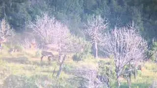 NM rut action