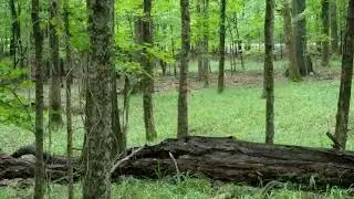 Video of Long Hunter State Park Primitive Campsites, TN from Dr. David P.