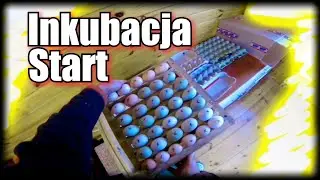 Startuję z inkubacją jaj