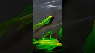 Neon Green Danio Fish Hifins #aquarium #aquariumshrimp #fish #danios