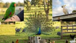 Spring birds and animals on farm in Australia