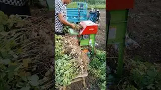 peanut picker machine#agriculture#thresher #harvest