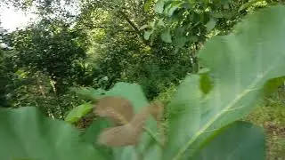 Teak plantation 2