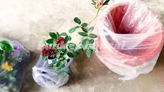Lucknow roadside nursery | winter flower plant shopping