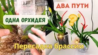 Пересадка орхидеи брассия: два растения, два способа - один эксперимент