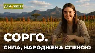 🔊 РОЗІГРАШ та СОРГО &mdash; культура, яка НЕ ПЛАЧЕ ВІД СПЕКИ. Зерно для людей і худоби або історія сорго