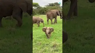 ek Mota hathi#hathi#cutebaby #ekmotahathighumechala