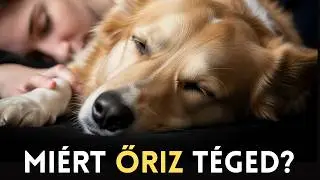 Miért őriz téged a kutyád alvás közben?