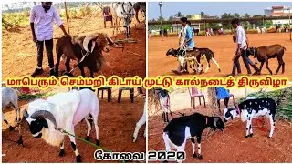 மாபெரும் செம்மறி கிடா  முட்டு கால்நடைத் திருவிழா - கோவை 2020 / Huge sheep Exhibition covai
