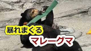 このマレーグマ～近づくと危険【天王寺動物園】