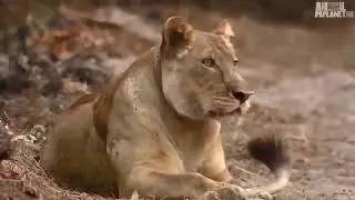 🔥 🦁 The Real Lion Queen 🦁 🔥 Documentary 🦁 🔥 Wildlife Documentary  🦁 🔥 Africa 🦁 🔥