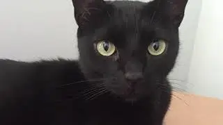 Token Cat