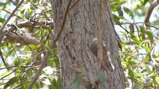 Red-browed Treecreeper