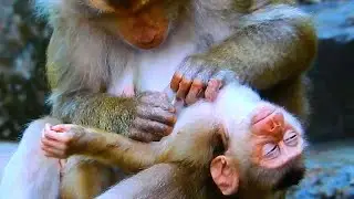 Monkey & Primates, Baby feels very Adorable Comfortable With Mom Take Care, Lovely Baby Monkey, Baby