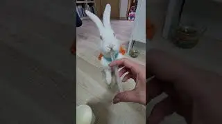 rabbit take medicine💊🩺 #cute #pets #rabbit #애완동물 #love #sick