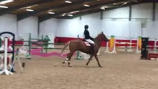 TJM lavender lad - 1m10 amateur qualifier