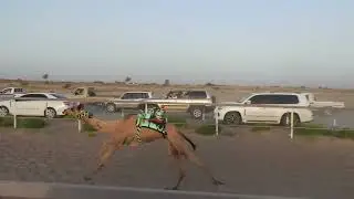 الشوط 7…(تقرير) لـ حارب بن صالح المحروقي 2:05