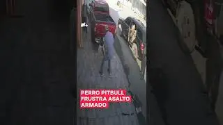 Perro pitbull frustra asalto armado a su due&ntilde;o - N+ #Shorts