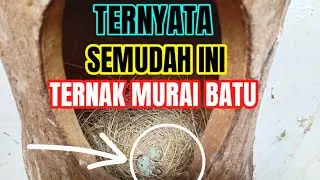 EASY CONDITIONS FOR BREEDING MURAI BATU WITH QUICK SUCCESS