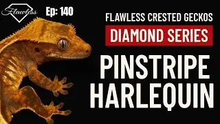 Cleopatra the Pinstripe Harlequin | Diamond Series Ep. 140 🦎 Crested Gecko Breeder Spotlight