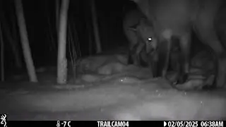 A little play time between mama & papa #fox @ the entrance 2 the #dairybushfoxden #wildlife #nature