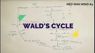 Wald's Visual Cycle in Retina- Med Man Minis #4